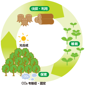 伐採・利用 → 植栽 → 保育（光合成によりCO2を吸収・固定）のサイクル